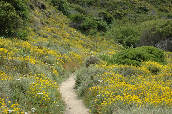 Soberanes Canyon 100.jpg